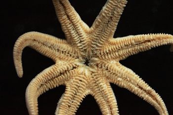 Media type: image; Invertebrate Zoology 151075